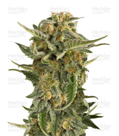 Lost Coast Skunk Auto