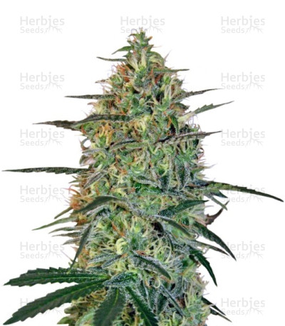 Malana Bomb Auto