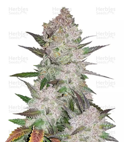 Cream Cookies Auto — Fast Buds
