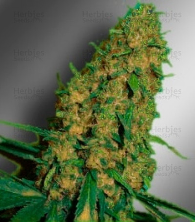 Love Peace — VIP Seeds