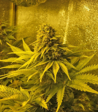 Sweet Skunk Automatic — Royal Queen Seeds