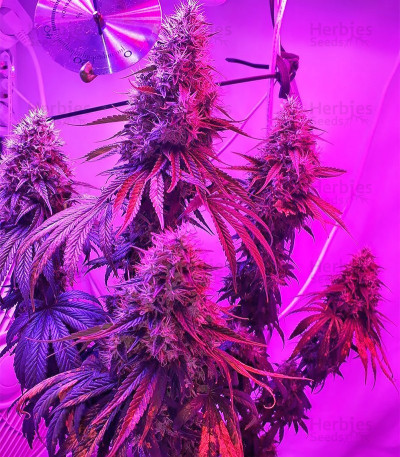 Buy Royal Gorilla Feminized Seeds By Royal Queen Seeds - Herbies