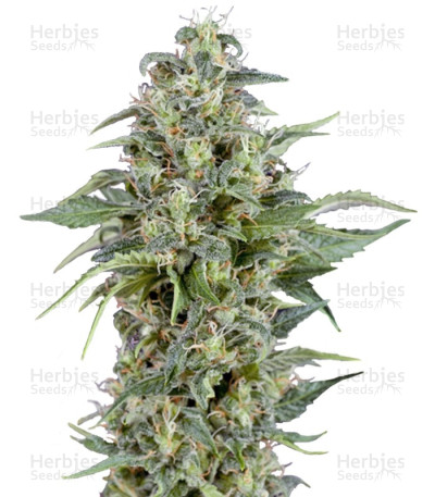 Kryptonite Auto