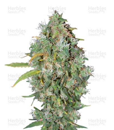 Burmese Kush — T.H. Seeds