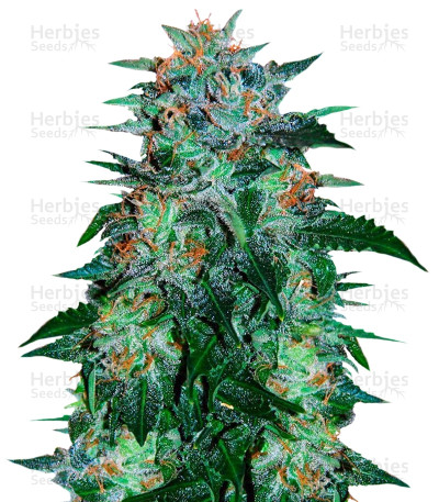 Flash Babylon Auto