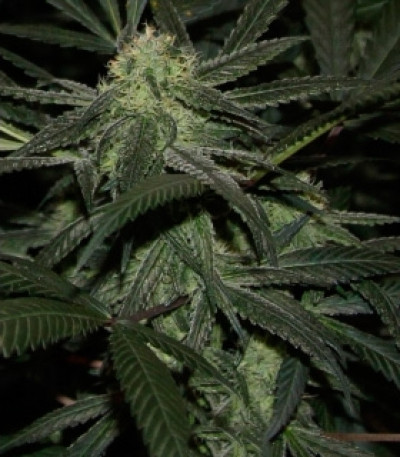 Royal Cookies — Royal Queen Seeds