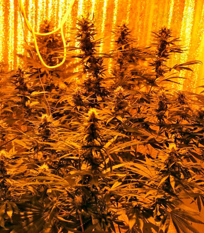 Royale Haze — Dinafem Seeds