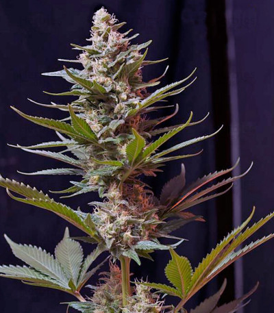 Cream Caramel F1 Fast Version — Sweet Seeds