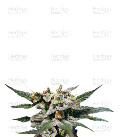 Citrus — Kannabia Seeds