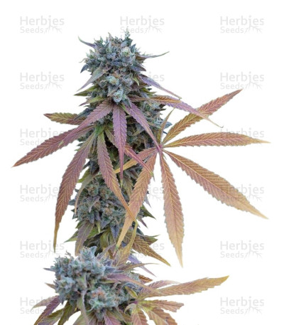 Blue Kush Autoflowering — Dinafem Seeds