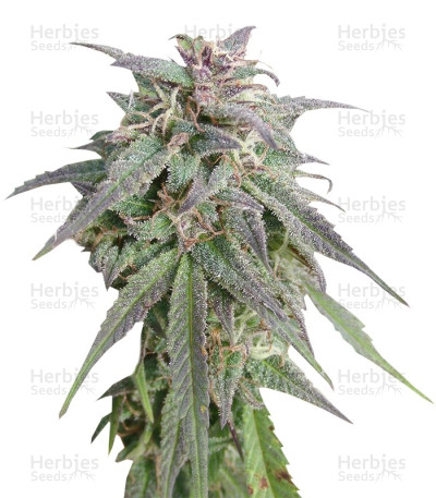 Blue Mystic