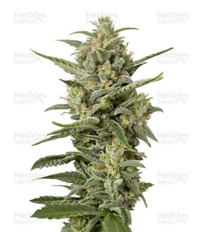 White Widow XXL Autoflowering — Dinafem Seeds