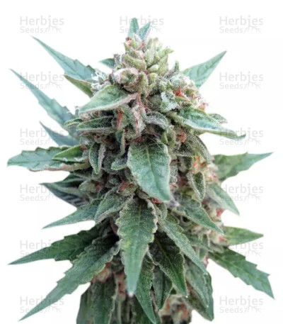 Buddha Red Dwarf Auto
