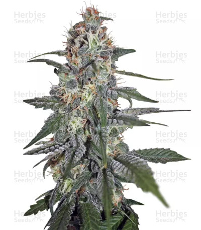 Krystalica — Mandala Seeds