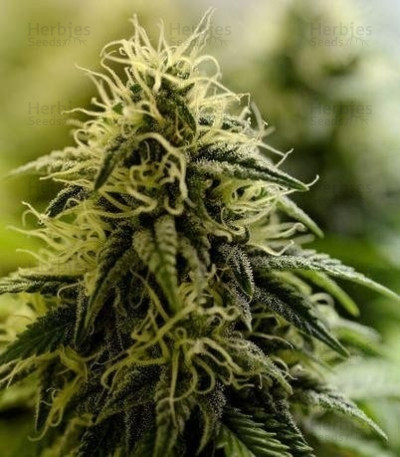 Allkush — Paradise Seeds