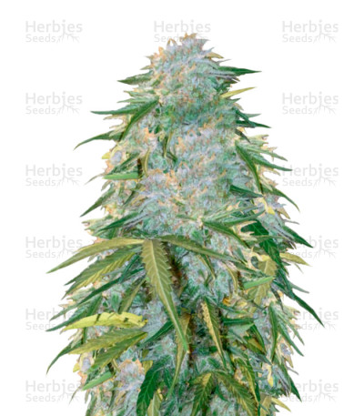 Heaven Auto