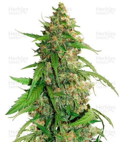 Compassion Lime Auto CBD