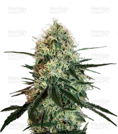 Chronic Thunder