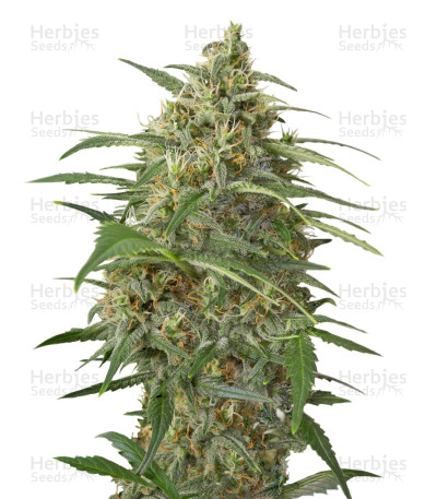 Moby Dick XXL Auto