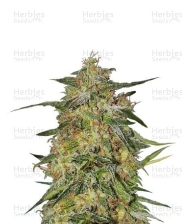 Royal Highness CBD