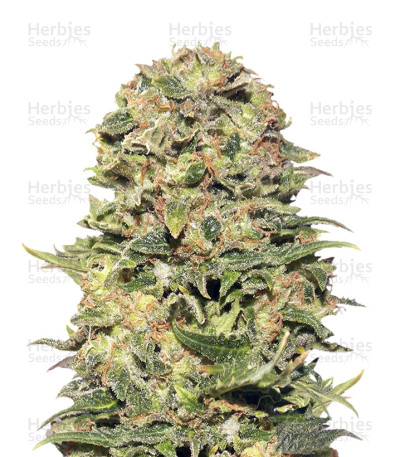 Vision Kush — Vision Seeds