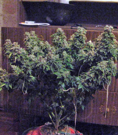 Anesthesia — Pyramid Seeds
