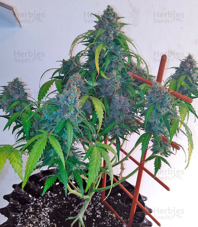 Auto Shark — Pyramid Seeds