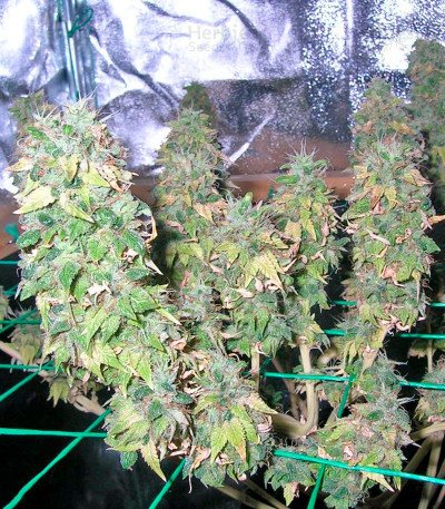 Mazar X White Rhino — World of Seeds