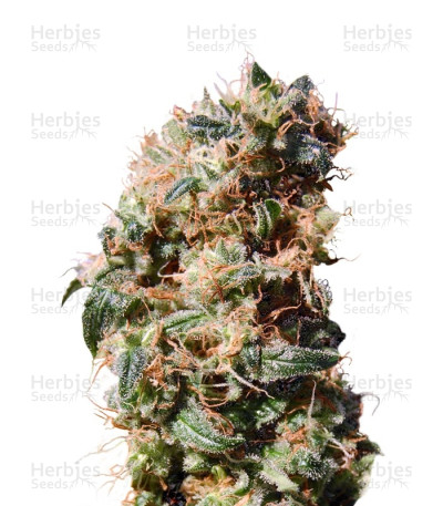 Kaboom — Kannabia Seeds