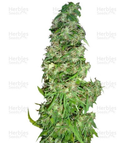 Arjan's Ultra Haze #2