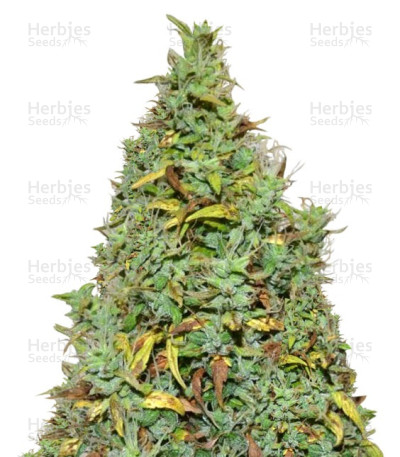 Nefertiti Auto
