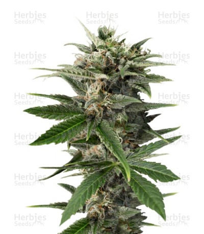 Blue Amnesia XXL Auto