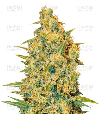 Critical Sensi Star