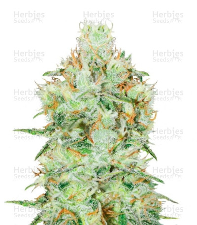 Jägg Kush