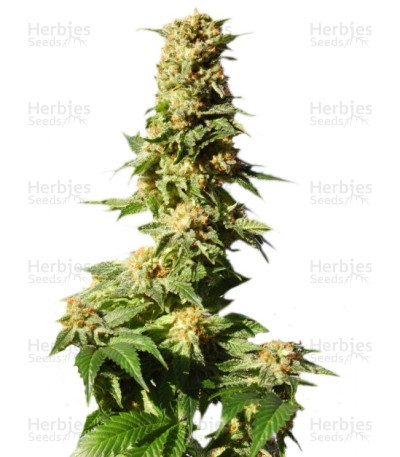 La Blanca Max Auto
