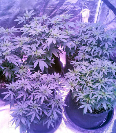 Raspberry Cough — Nirvana Seeds