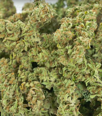 Sour Diesel Autoflowering — Dinafem Seeds