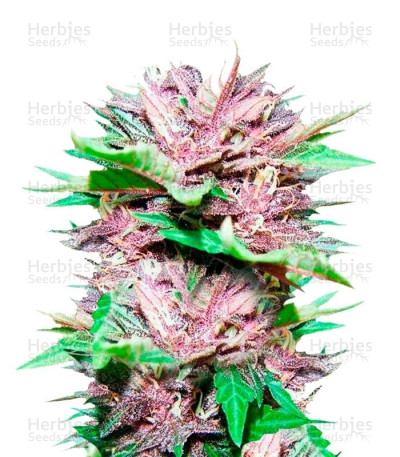 Dark Purple Auto