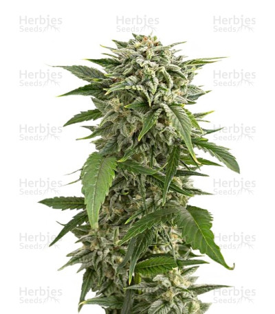 Bubba Kush Autoflowering — Dinafem Seeds