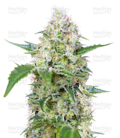 Crystal Candy