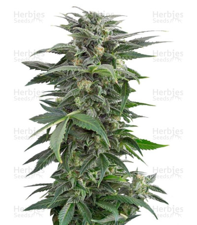 Haze XXL Auto