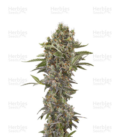 Moby Dick Autoflowering — Dinafem Seeds