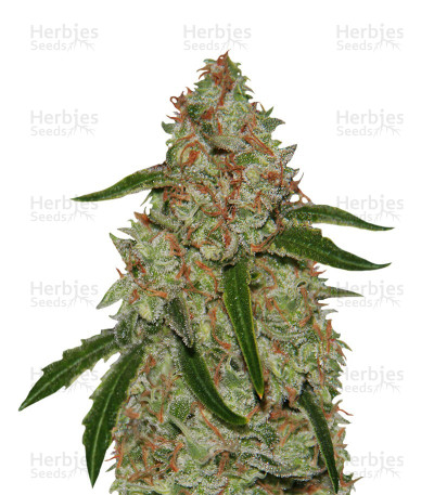 Phantom OG — Barney's Farm