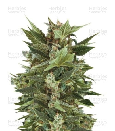 Royal Kush Automatic — Royal Queen Seeds