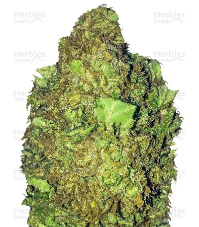 Short & Sweet Auto — Heavyweight Seeds