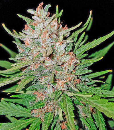 Blue Kush feminized seeds for sale: information and reviews - Herbies