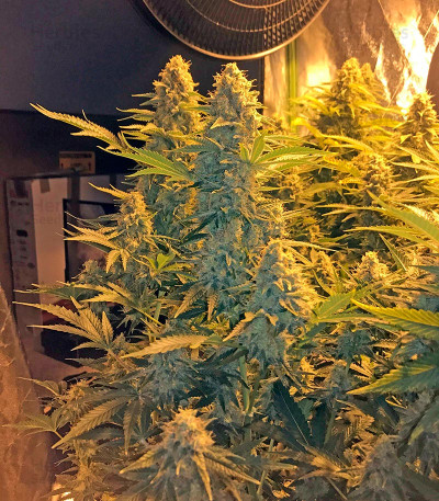 Snow White — Nirvana Seeds