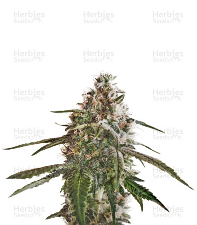 Blue Kush