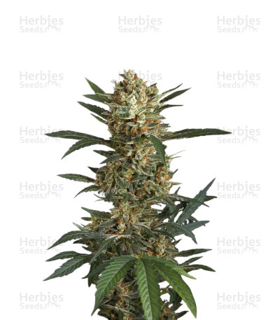Original Amnesia Autoflowering — Dinafem Seeds