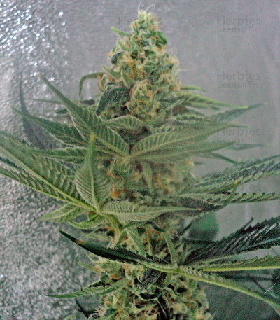 OG-Kush-regular-shishki-